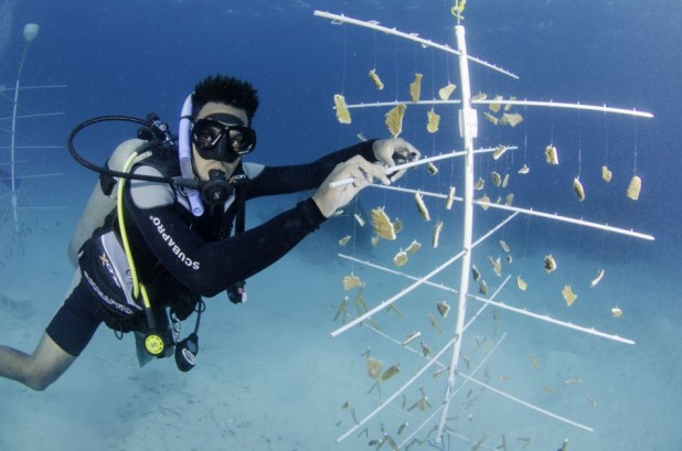 Coral Nursery Dive